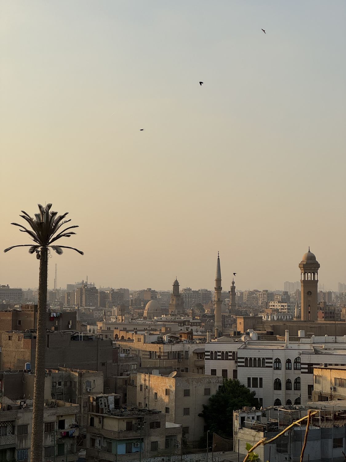 Sunset over the minarets and domes of Islamic Cairo, with a palm tree in the foreground
