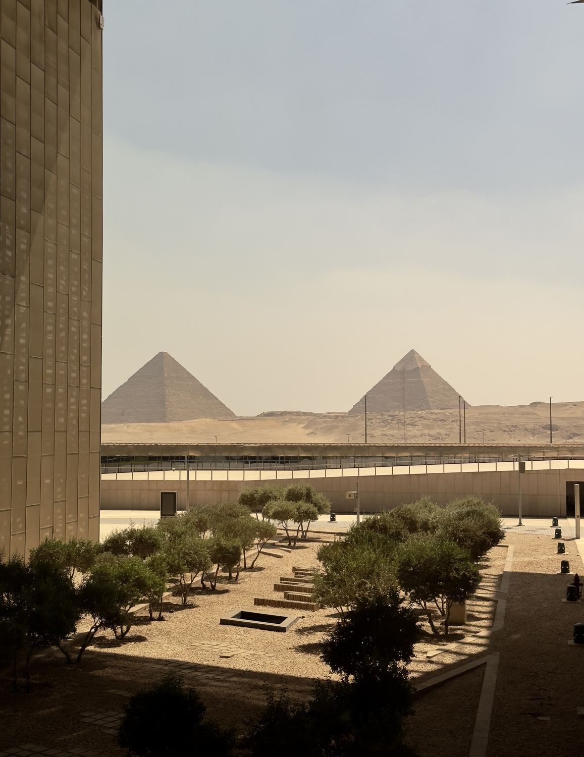 The pyramids of Giza seen across the olive garden of the Grand Egyptian Museum