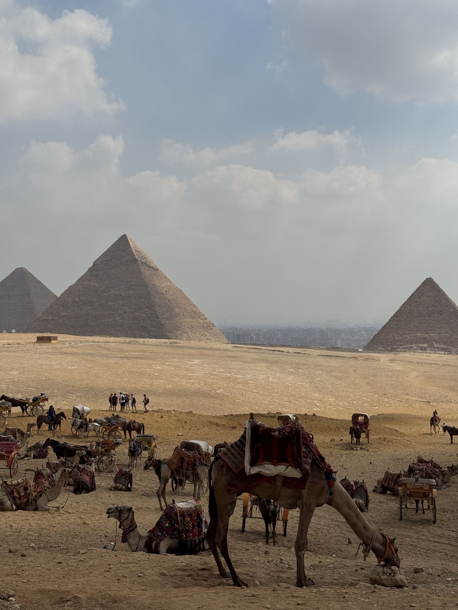 Camels resting in the desert in front of the pyramids of Giza