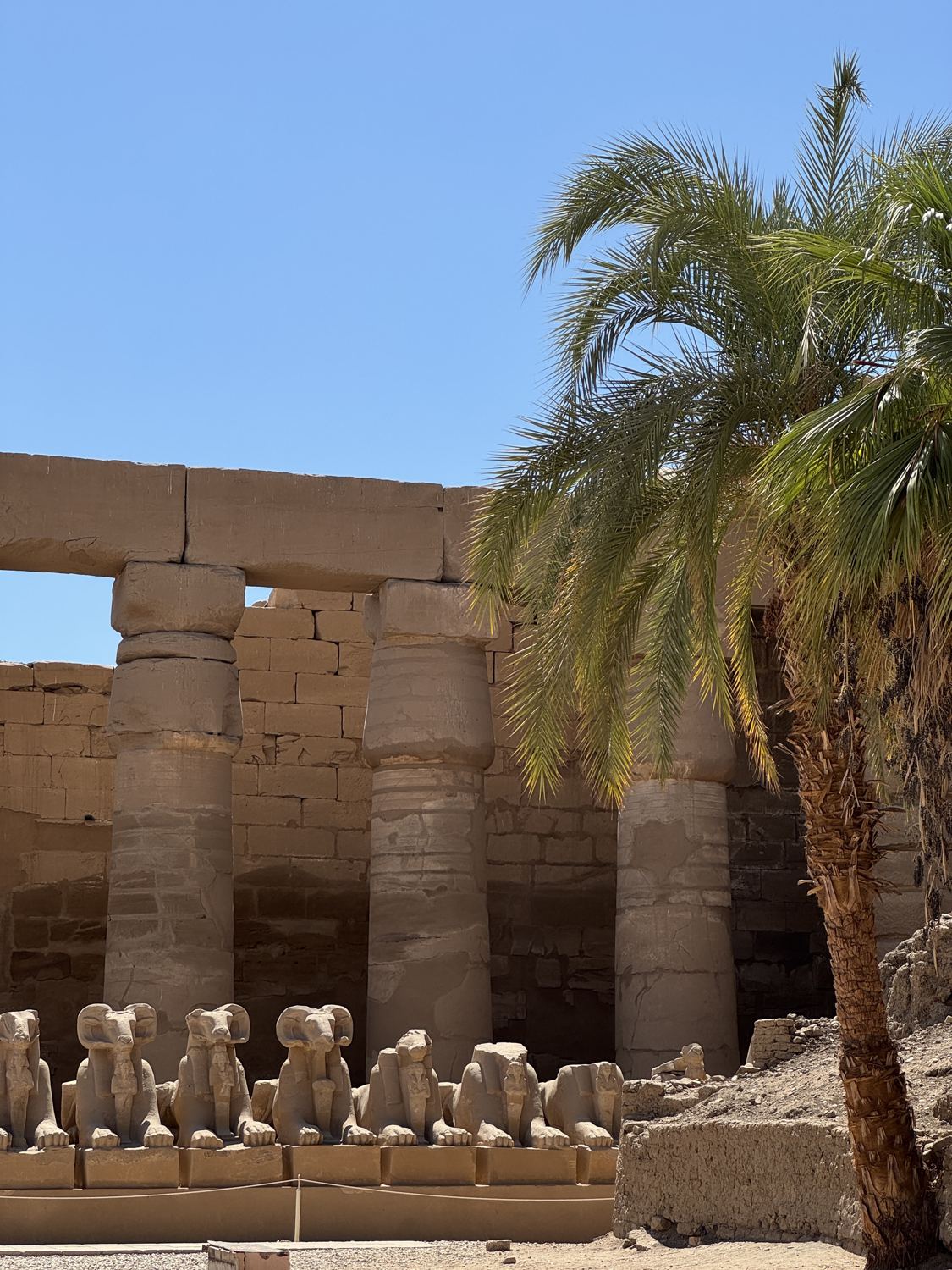 Row of ram-headed sphinxes in front of stone columns at Karnak, with a palm tree